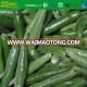 2017 new crop cheap good frozen hot chilli