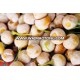 Raw Ginkgo Nuts good price Dried Gingko Good Quality