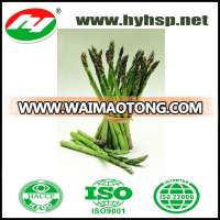 IQF Frozen Green Asparagus