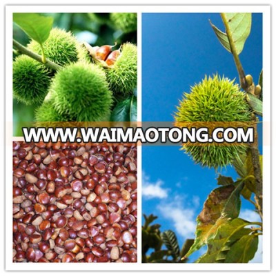 2016 crop fresh Chestnuts