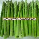 CHINA IQF green asparagus spear