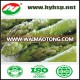 IQF Frozen Asparagus