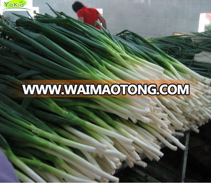 frozen fresh green onion iqf frozen spring onion